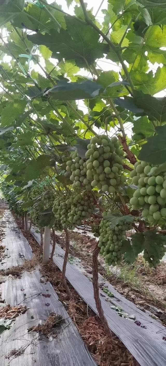 玉黛湖富硒水果价格表(玉黛湖公交)-硒宝网