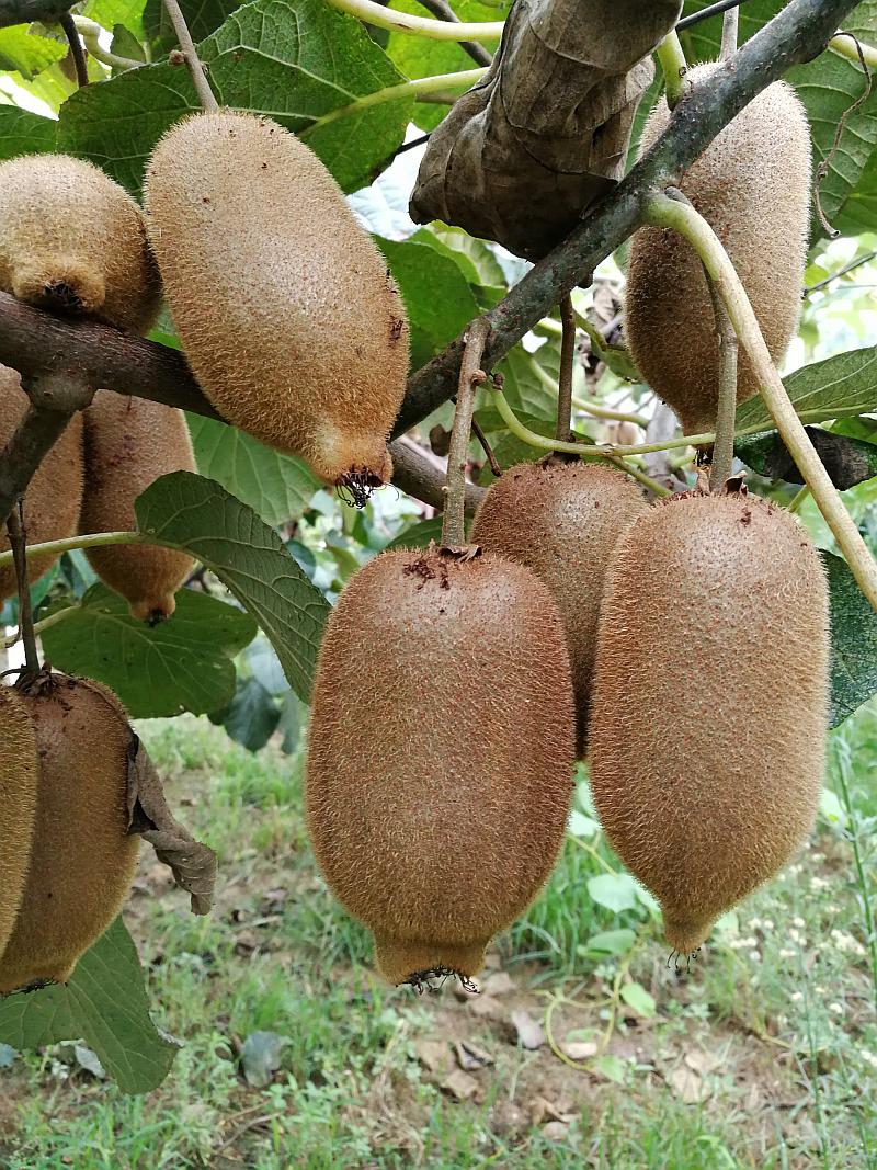水果怎么种出富硒水果（富硒对水果的作用如何）-硒宝网
