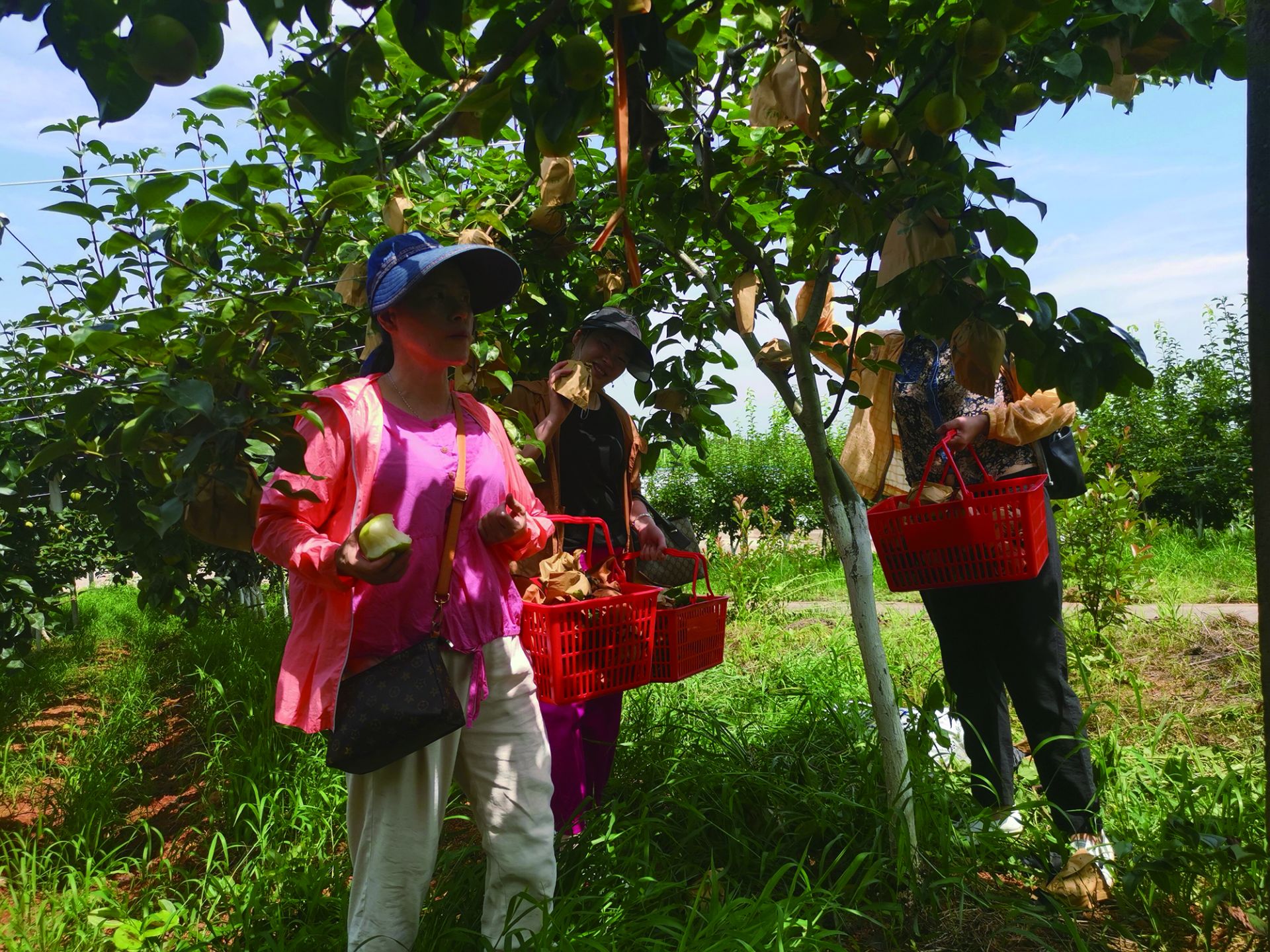富硒水果 采摘节(富硒的水果蔬菜有哪些)-硒宝网