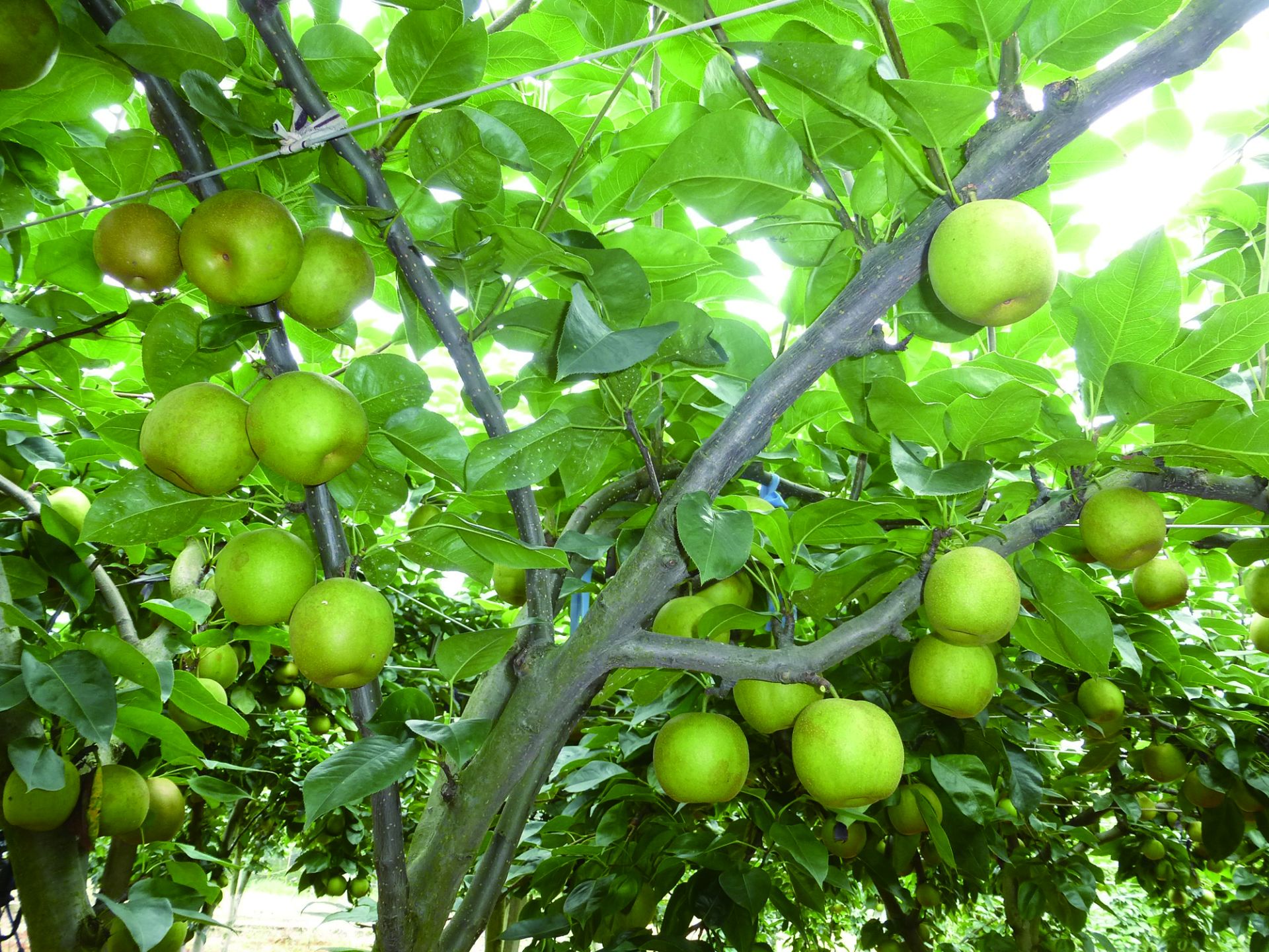 富硒水果 采摘节(富硒的水果蔬菜有哪些)-硒宝网
