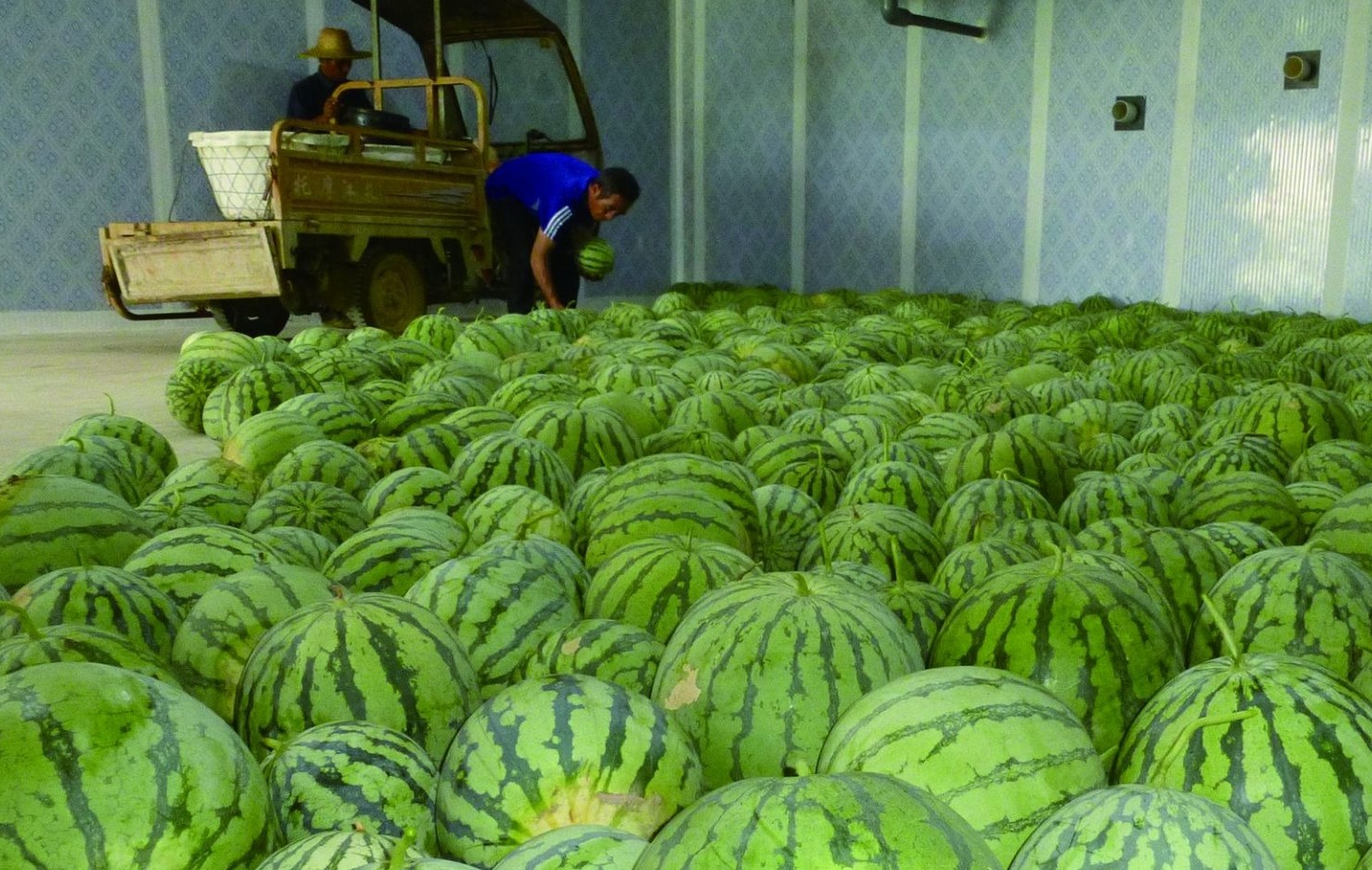 富硒水果 采摘节(富硒的水果蔬菜有哪些)-硒宝网