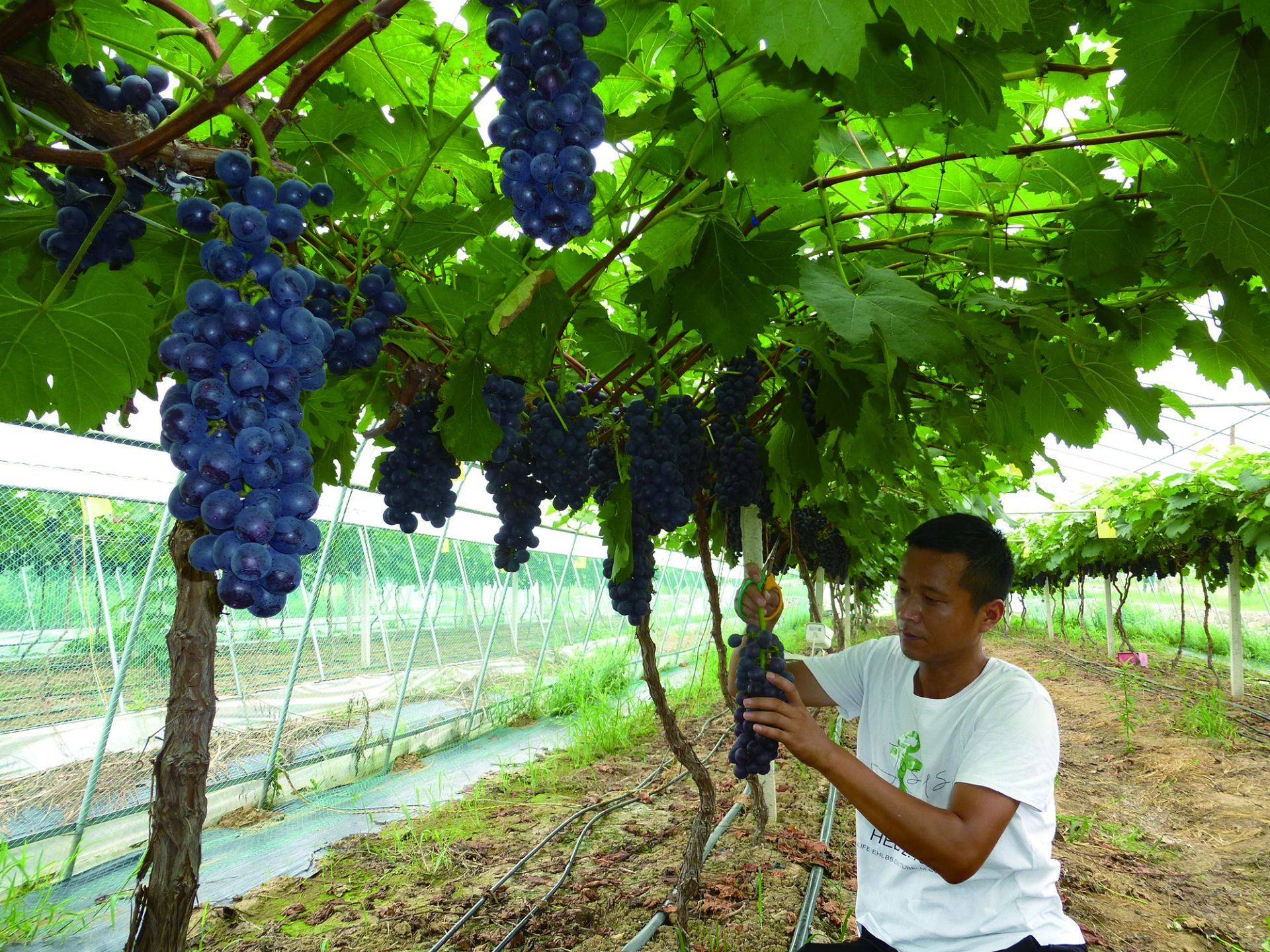 富硒水果 采摘节(富硒的水果蔬菜有哪些)-硒宝网