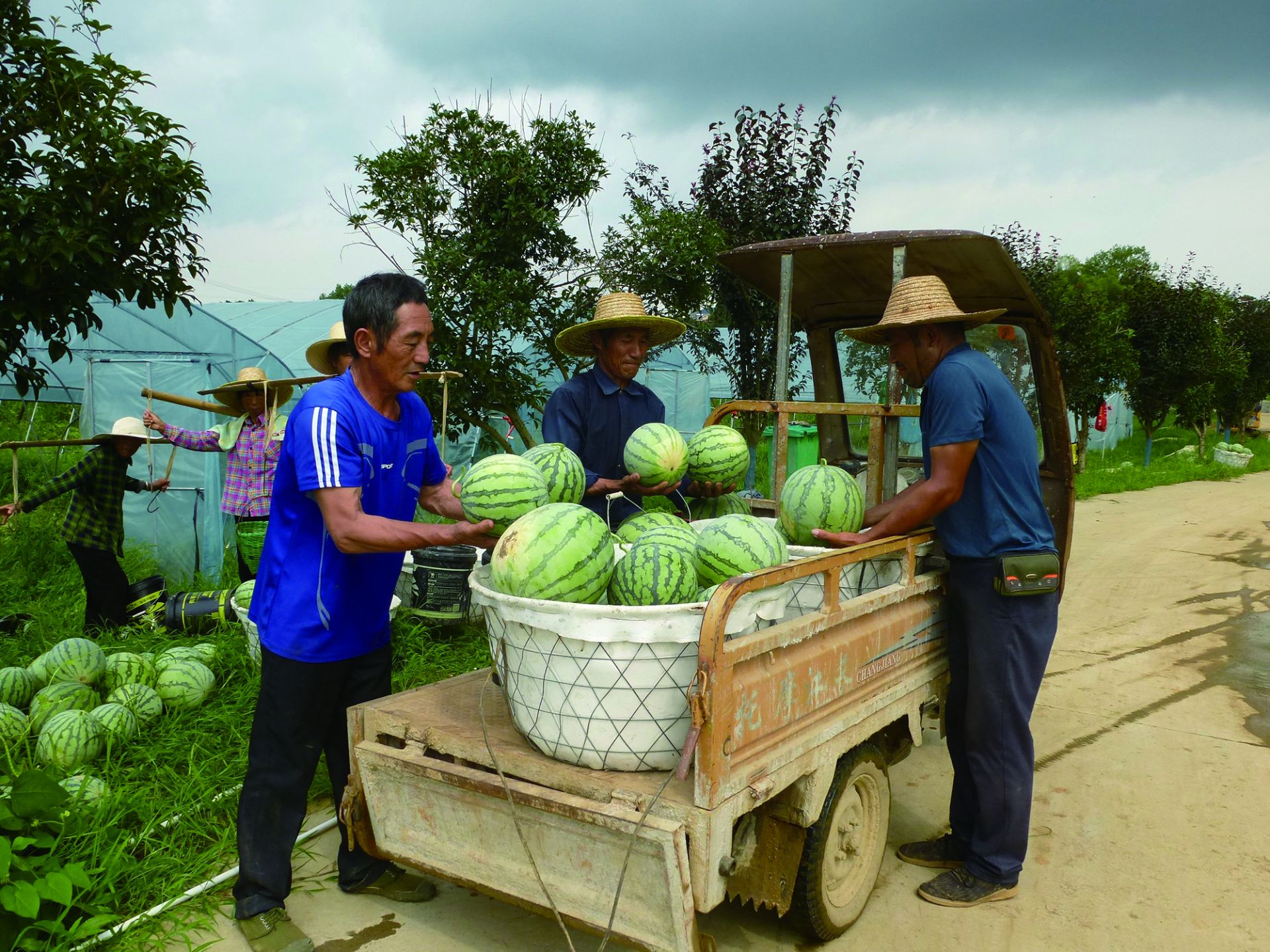 富硒水果 采摘节(富硒的水果蔬菜有哪些)-硒宝网