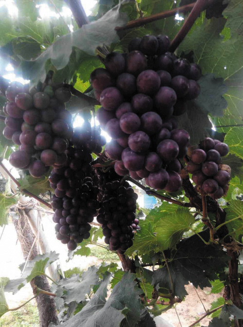 富硒水果   采摘节（富硒水果硒含量标准）-硒宝网