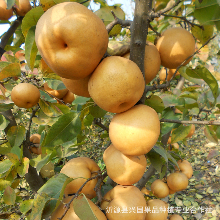 富硒水果种植技术视频（水果富硒标准）-硒宝网