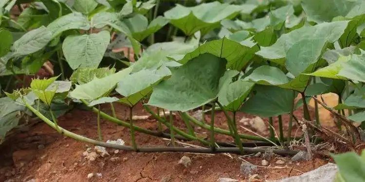 诏安富硒水果特产批发（诏安县富硒检验检疫中心）-硒宝网