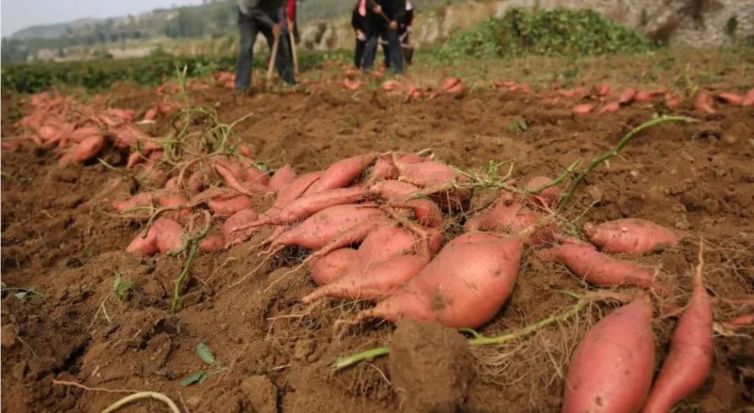 诏安富硒水果特产批发（诏安县富硒检验检疫中心）-硒宝网