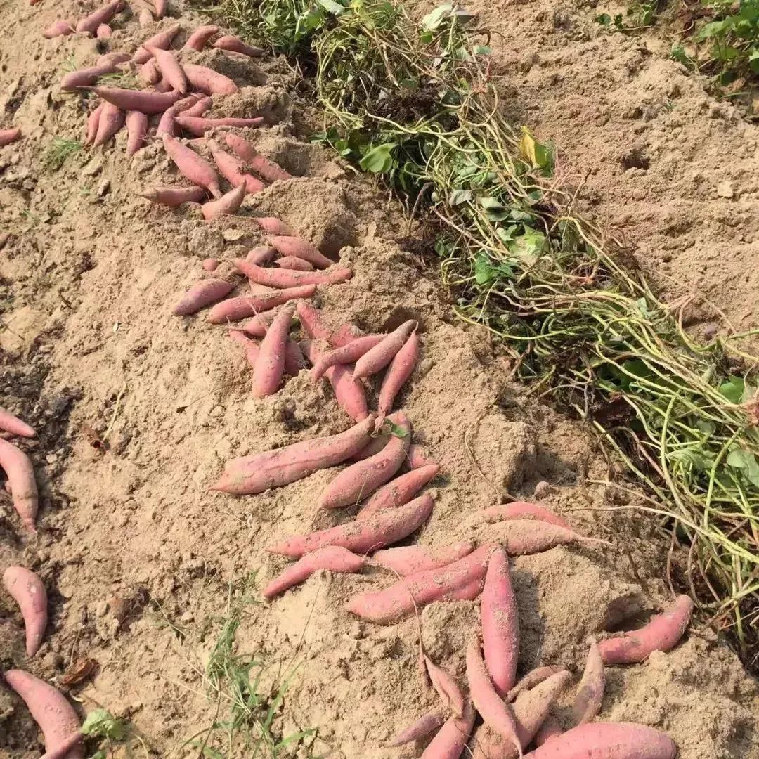 诏安富硒水果特产批发（诏安县富硒检验检疫中心）-硒宝网