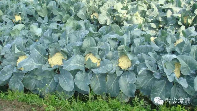 诏安富硒水果特产批发（诏安县富硒检验检疫中心）-硒宝网