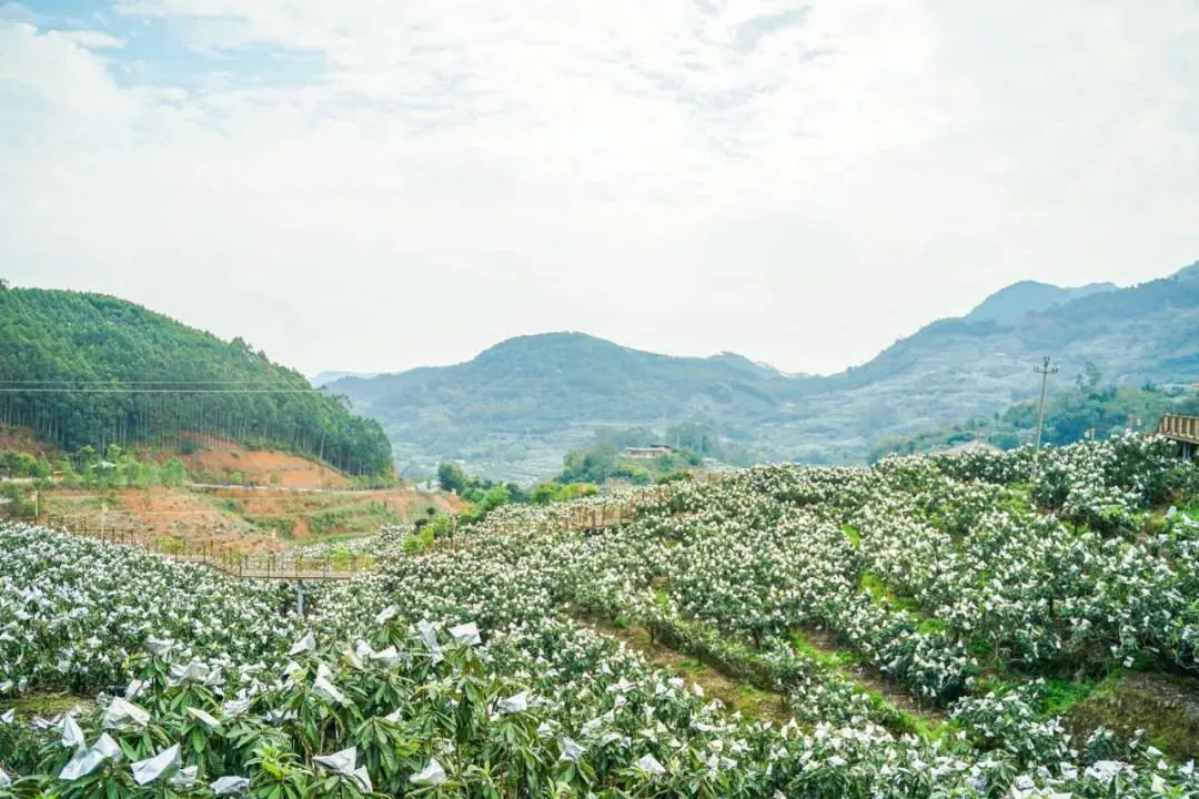 诏安富硒水果特产批发（诏安县富硒检验检疫中心）-硒宝网