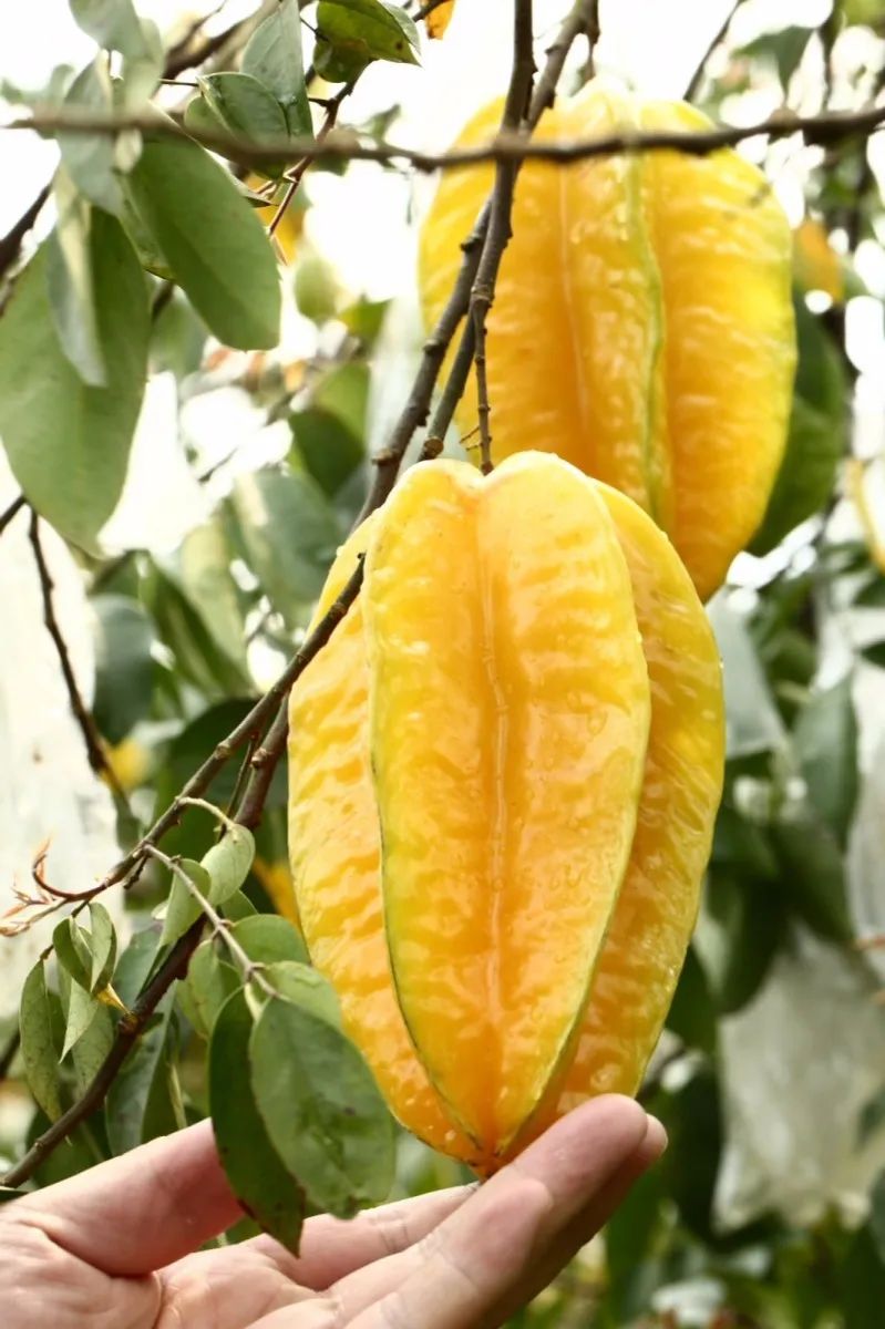 诏安富硒水果特产批发（诏安县富硒检验检疫中心）-硒宝网