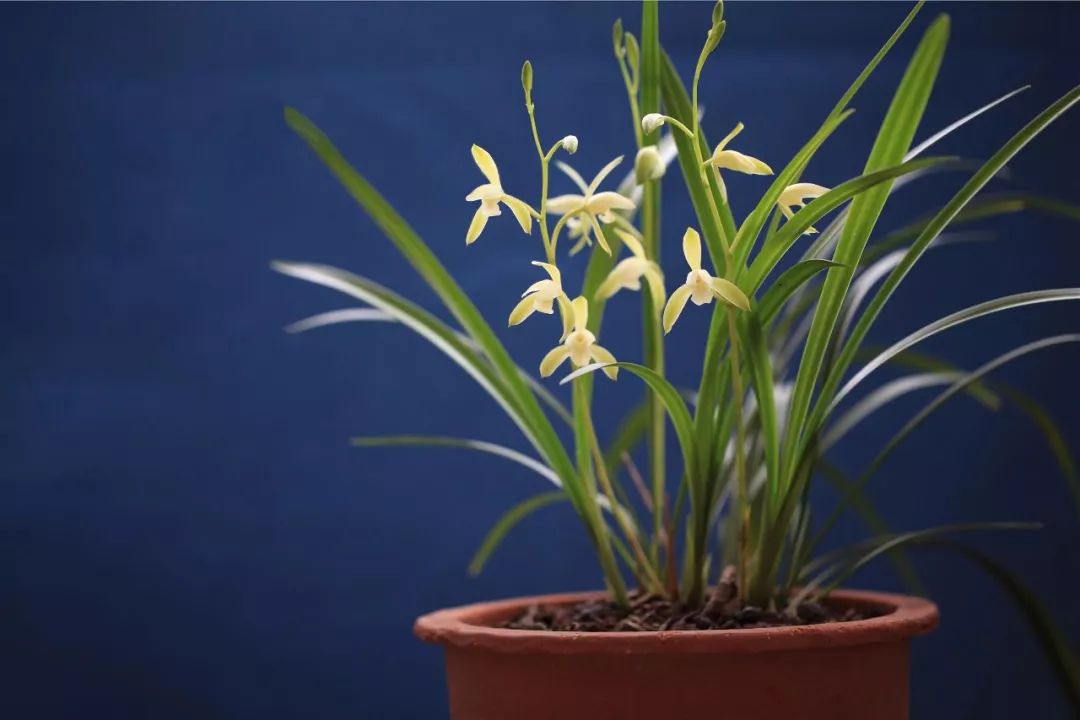 诏安富硒水果特产批发（诏安富硒检测中心）-硒宝网