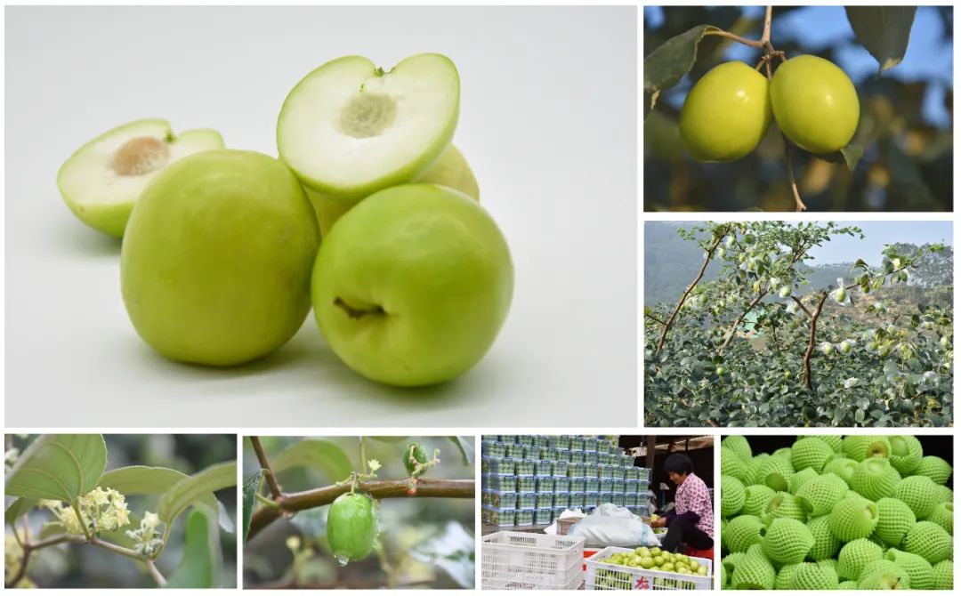 诏安富硒水果特产批发（诏安富硒检测中心）-硒宝网