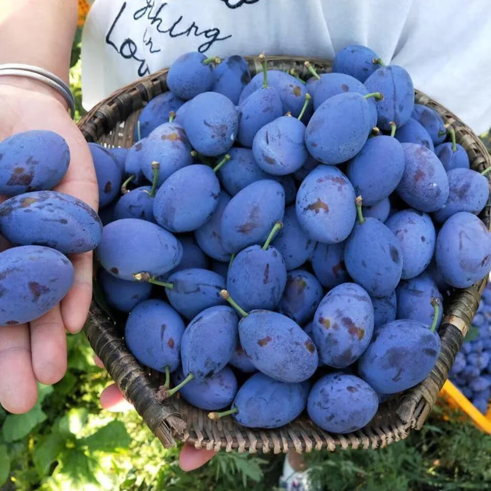 汶川富硒水果种植基地（汶川水果批发市场在哪里）-硒宝网