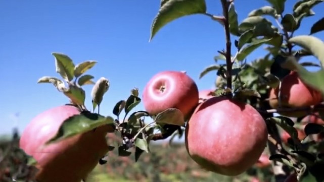 汶川富硒水果种植基地（汶川水果批发市场在哪里）-硒宝网