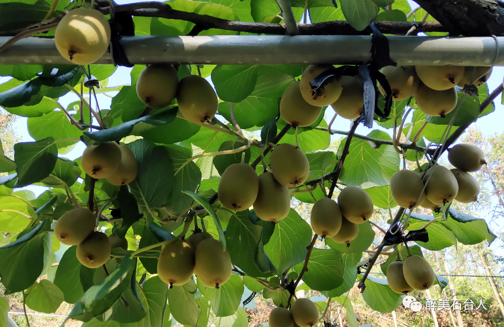 水果含硒量多少算富硒（水果含硒排名一览表）-硒宝网