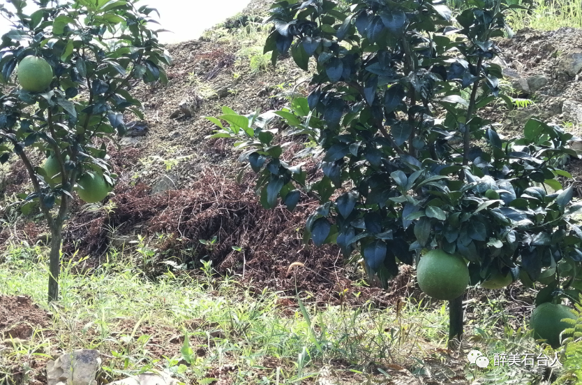 水果含硒量多少算富硒（水果含硒排名一览表）-硒宝网