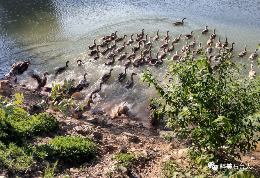 水果含硒量多少算富硒（水果含硒排名一览表）-硒宝网