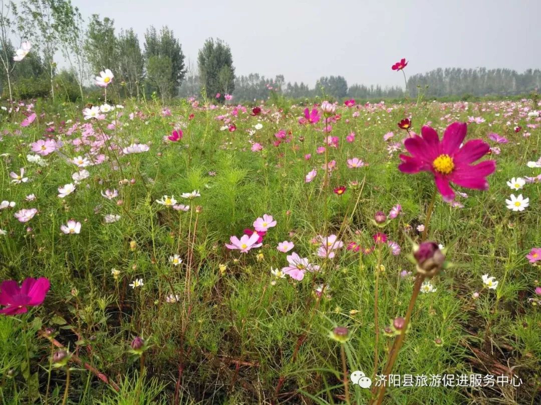 济南富硒水果采摘价格（济南采摘蔬菜）-硒宝网
