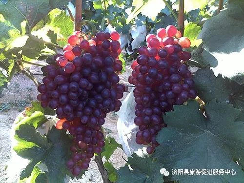 济南富硒水果采摘价格（济南采摘蔬菜）-硒宝网