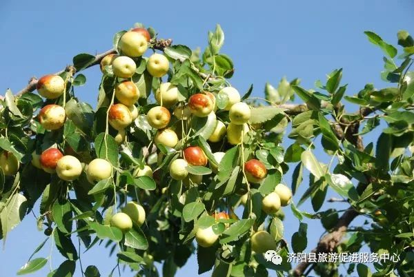 济南富硒水果采摘价格（济南采摘蔬菜）-硒宝网