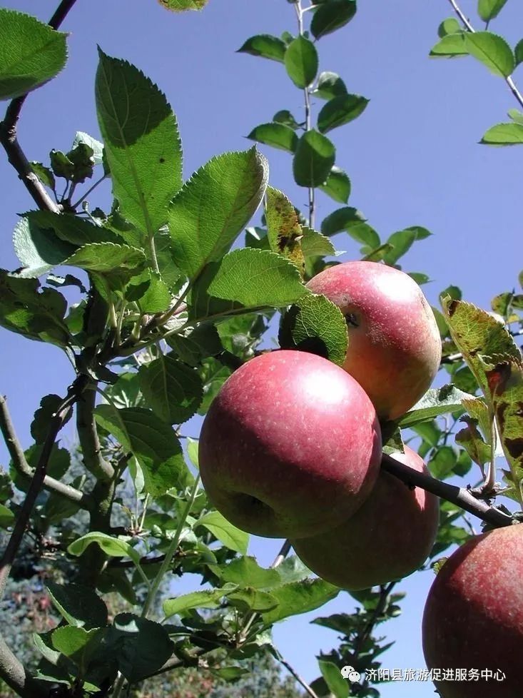 济南富硒水果采摘价格（济南采摘蔬菜）-硒宝网