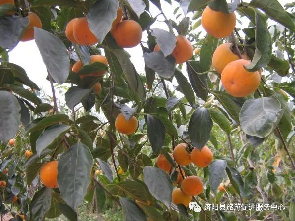 济南富硒水果采摘价格（济南采摘蔬菜）-硒宝网