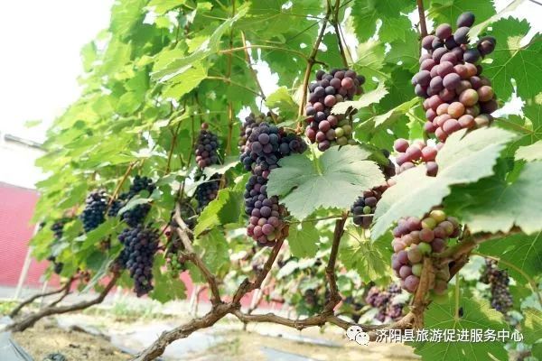 济南富硒水果采摘价格（济南采摘蔬菜）-硒宝网