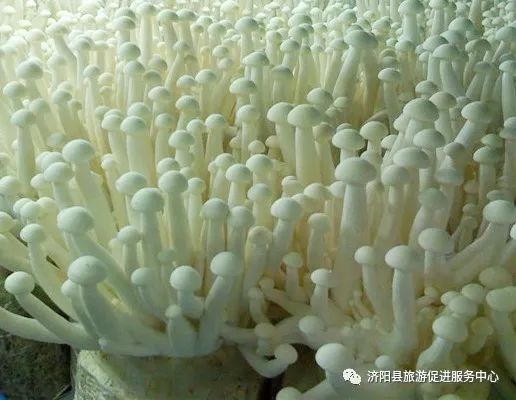 济南富硒水果采摘价格（济南采摘蔬菜）-硒宝网