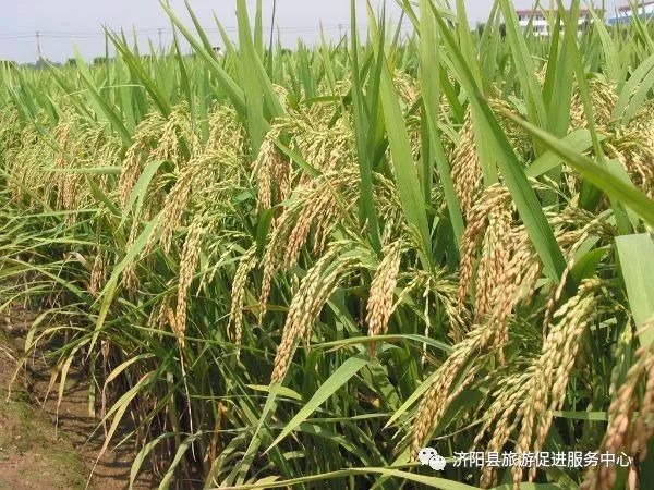 济南富硒水果采摘价格（济南采摘蔬菜）-硒宝网