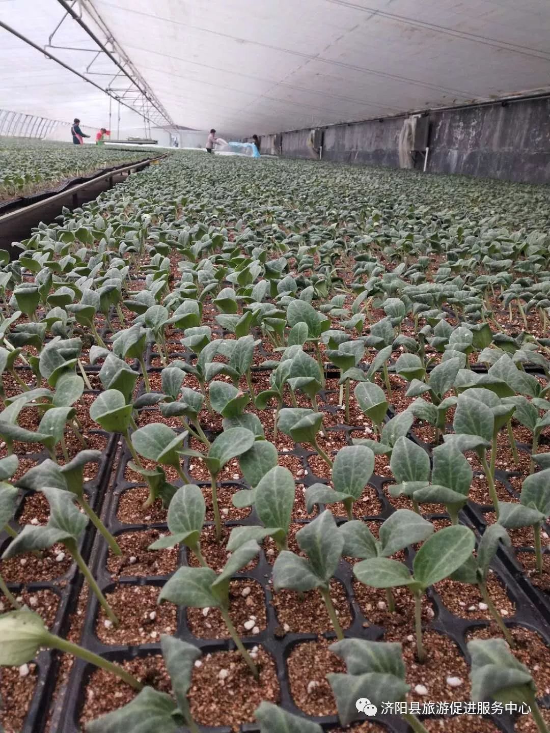 济南富硒水果采摘价格（济南采摘蔬菜）-硒宝网