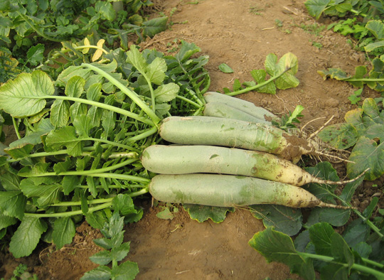 潍县富硒水果萝卜产地(潍县萝卜发源地)-硒宝网