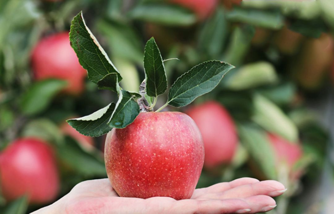 什么水果属于富硒果子（果子水果属于富硒吗）-硒宝网