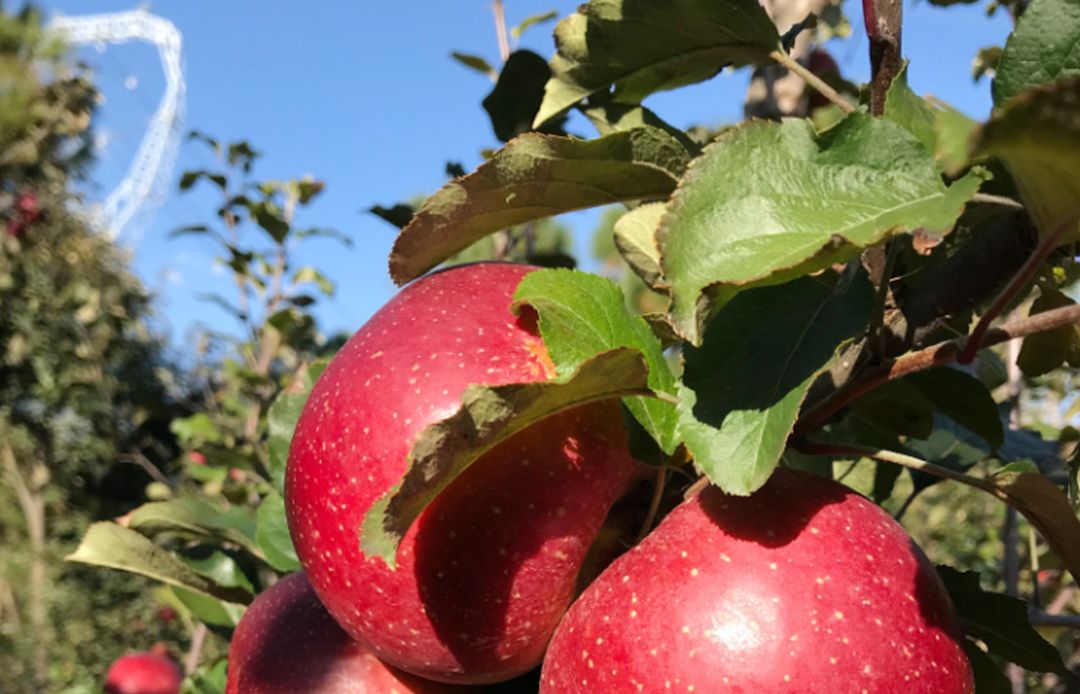 什么水果属于富硒果子（果子水果属于富硒吗）-硒宝网