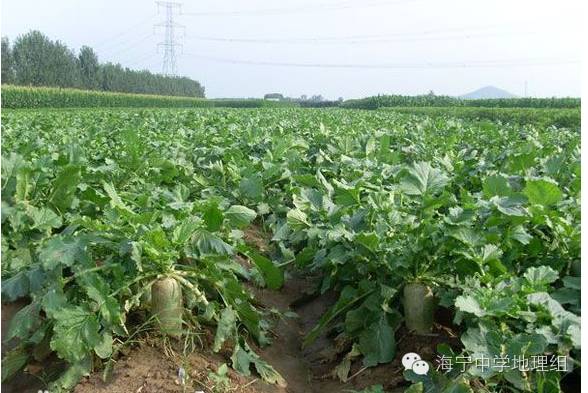 潍县富硒水果萝卜产地(萝卜产区)-硒宝网