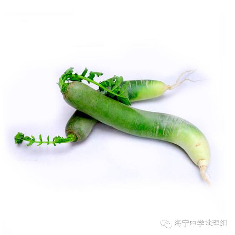 潍县富硒水果萝卜产地(萝卜产区)-硒宝网