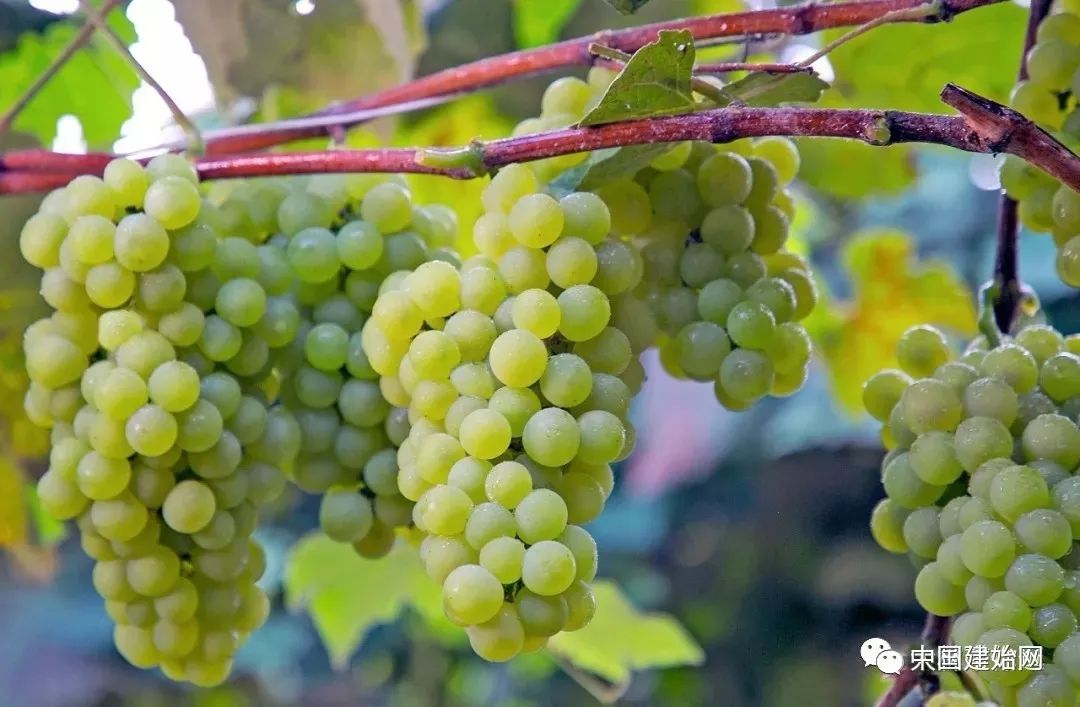 什么水果属于富硒果子（果子水果属于富硒食品吗）-硒宝网