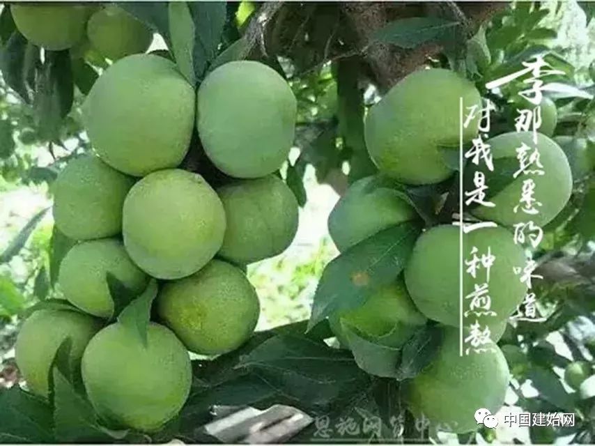 什么水果属于富硒果子（果子水果属于富硒食品吗）-硒宝网