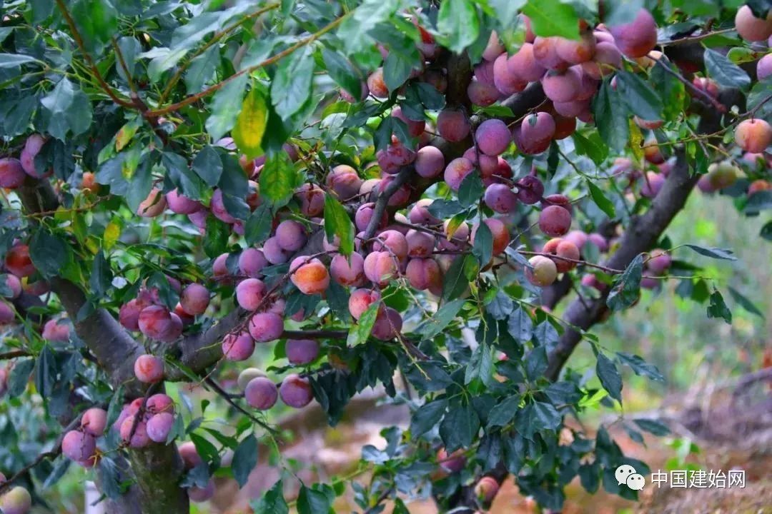 什么水果属于富硒果子（果子水果属于富硒食品吗）-硒宝网