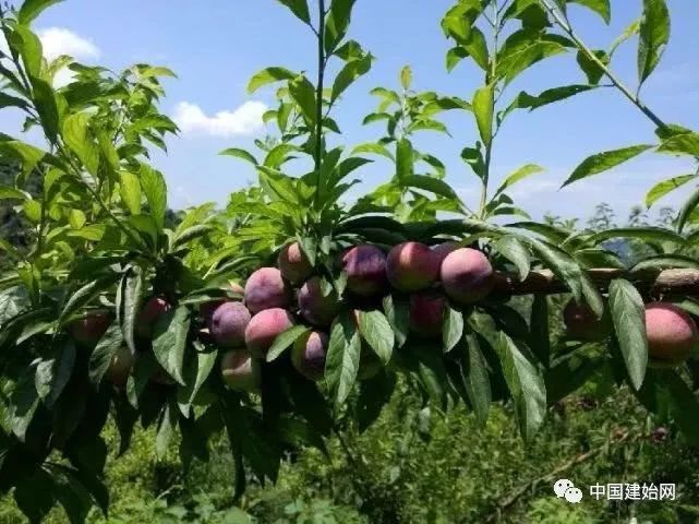 什么水果属于富硒果子（果子水果属于富硒食品吗）-硒宝网