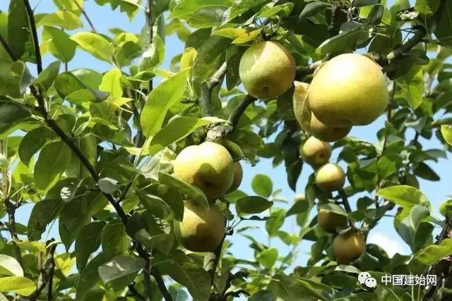 什么水果属于富硒果子（果子水果属于富硒食品吗）-硒宝网