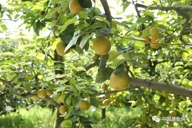 什么水果属于富硒果子（果子水果属于富硒食品吗）-硒宝网