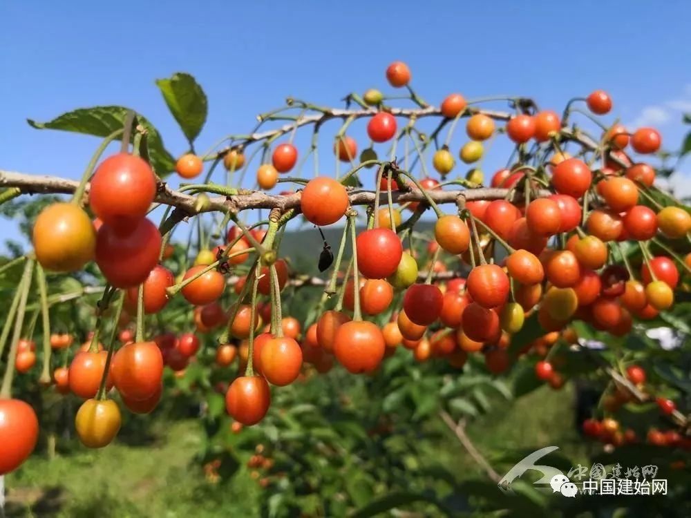 什么水果属于富硒果子（果子水果属于富硒食品吗）-硒宝网