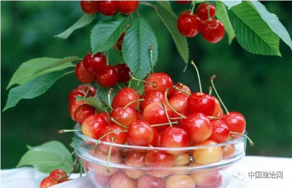 什么水果属于富硒果子（果子水果属于富硒食品吗）-硒宝网