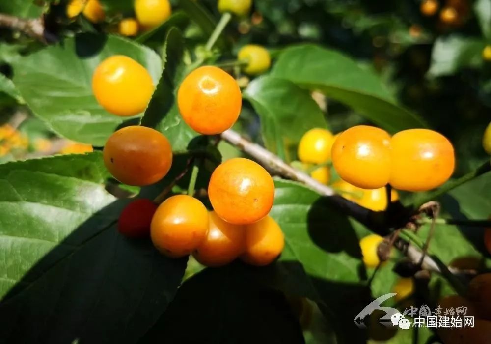 什么水果属于富硒果子（果子水果属于富硒食品吗）-硒宝网