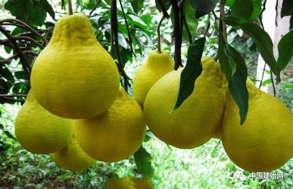 什么水果属于富硒果子（果子水果属于富硒食品吗）-硒宝网