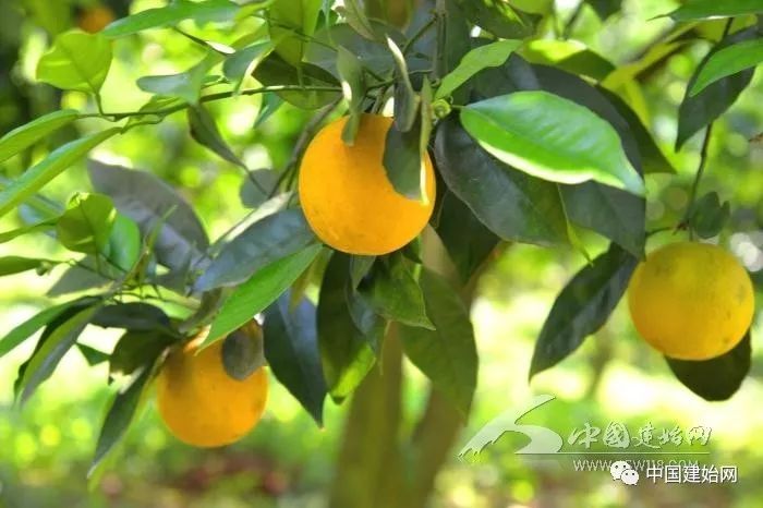 什么水果属于富硒果子（果子水果属于富硒食品吗）-硒宝网