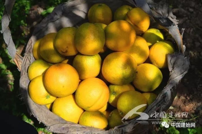 什么水果属于富硒果子（果子水果属于富硒食品吗）-硒宝网