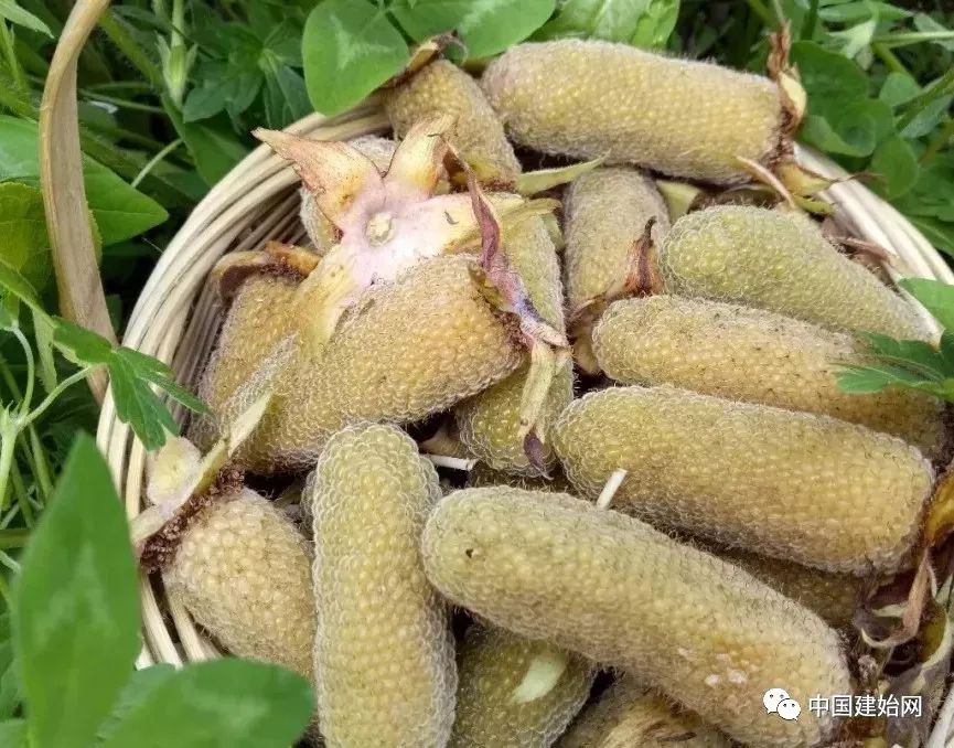 什么水果属于富硒果子（果子水果属于富硒食品吗）-硒宝网