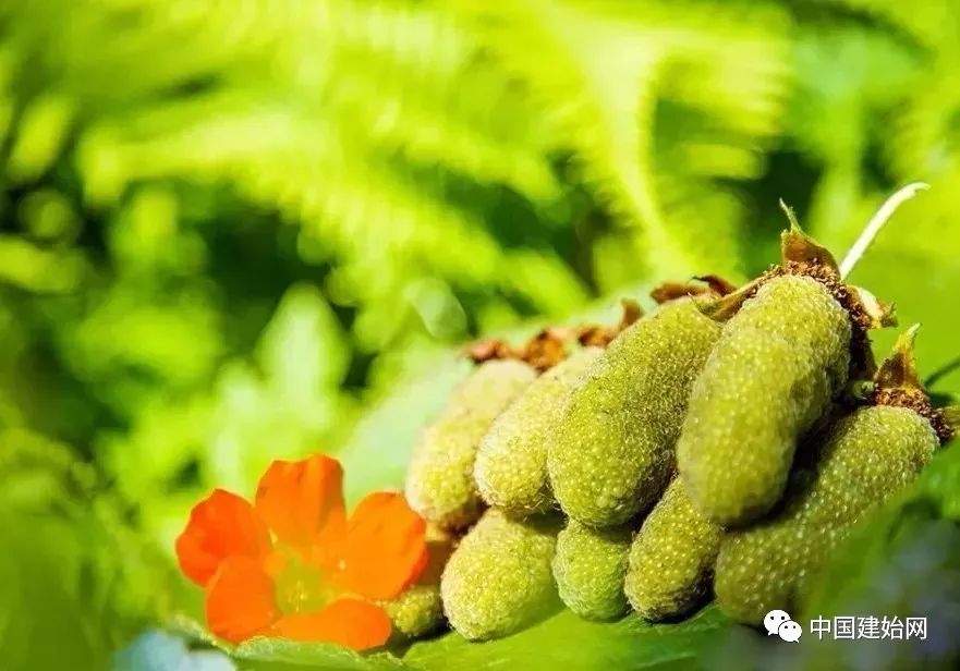 什么水果属于富硒果子（果子水果属于富硒食品吗）-硒宝网